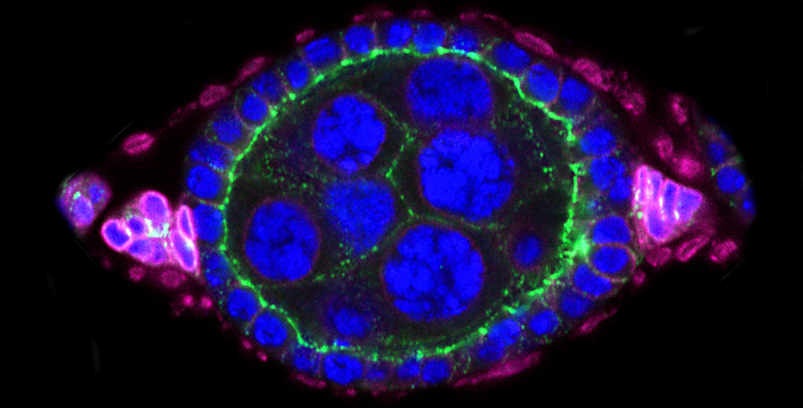 Follicle Drosophila