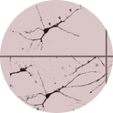 Samples of human neurons