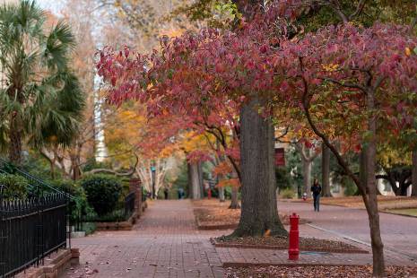 Tree with leaves changing color