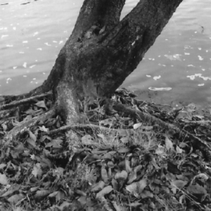 A black and white photograph by Dayna Brown-Mitchell depicting and tree and it's roots at the water's edge. Leaves cover the tree roots.