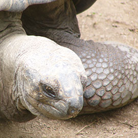 Galapagos tortoise