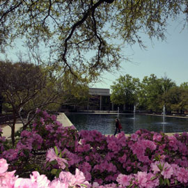 Azaelas outside of Thomas Cooper Library