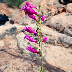 purple-flowering plant 