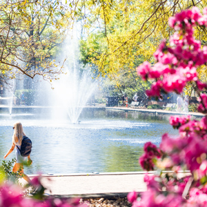 Blooming pink flowers surround a fountain.